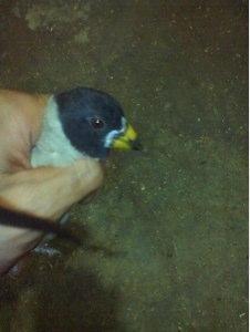 出售纯东北小嘴铜嘴鸟7只