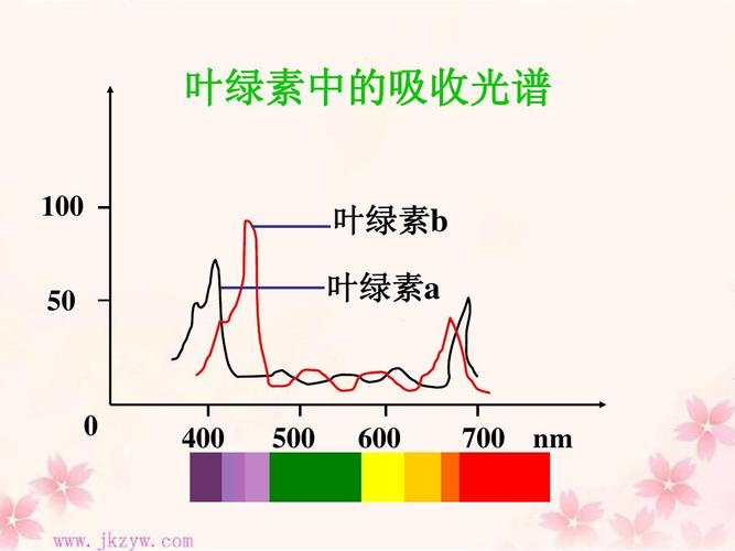 公开课 光与光合作用 叶绿素中的吸收光谱 100 50 叶绿素b 叶绿素a
