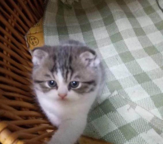 蓝白英短虎斑猫