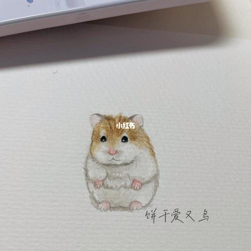 水彩仓鼠_水彩画_仓鼠_插画_通心粉_我的插画分享_文化_绘画