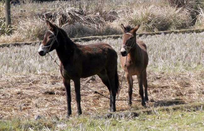 骡子分公母吗骡子分为公骡子和母骡子吗