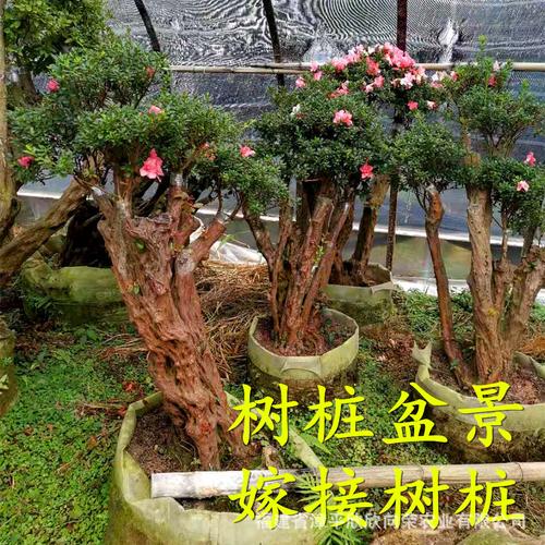 映山红树桩嫁接丹东杜鹃花树桩盆景永福杜鹃花盆栽树桩花基地直供
