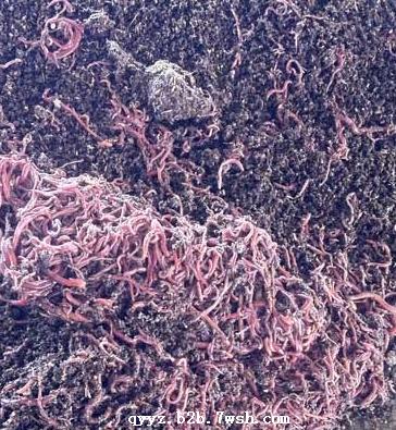 供应蚯蚓养殖基地