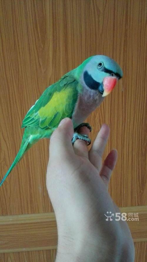 转让上手小绯胸鹦鹉