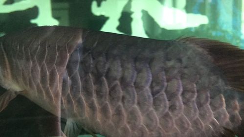 分享龙鱼到家急性细菌感染治疗实例