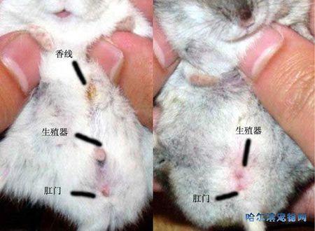 仓鼠的公母怎样区分?