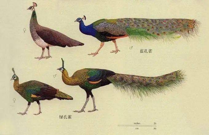 深圳儿童乐园惊现"野生"孔雀?究竟是怎么一回事?