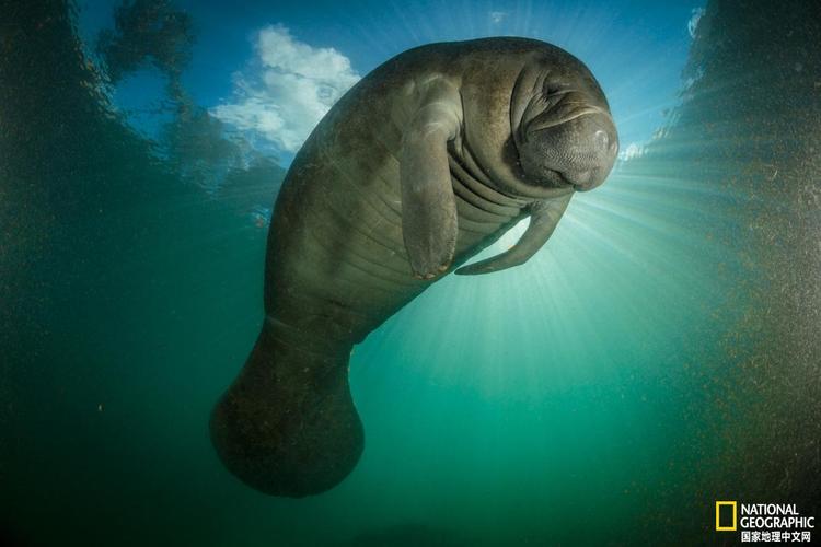 地球上最大的淡水生物濒临灭绝 - 动物 - 地理中文网—《国家地理》