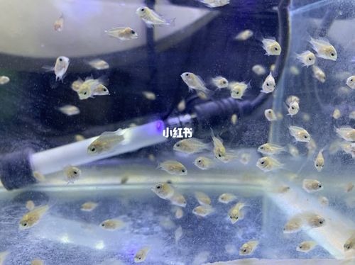 迷你鹦鹉鱼小鱼仔_迷你_迷你鹦鹉鱼_宠物_宠物其他