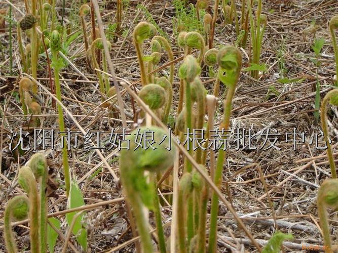 东北薇菜的介绍_百度知道
