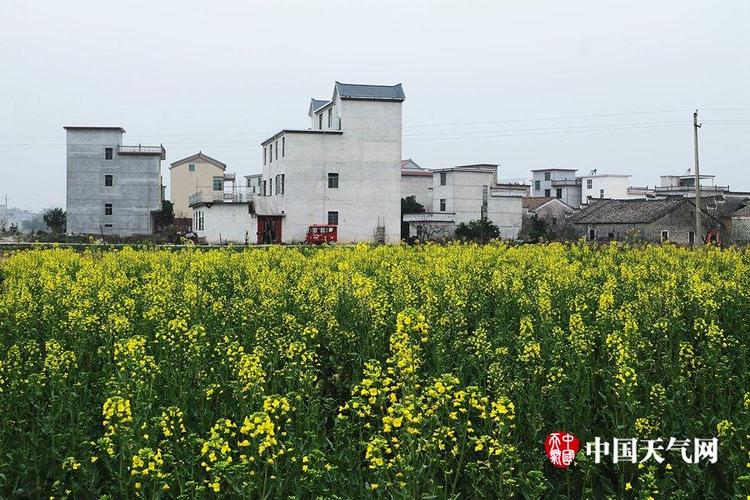 江西永新:万亩油菜花海为早春大地披盛装