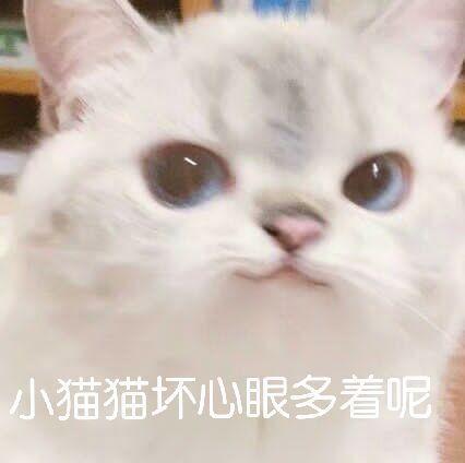 小猫猫坏心眼多着呢(猫咪表情包)_猫咪_小猫猫_多着呢