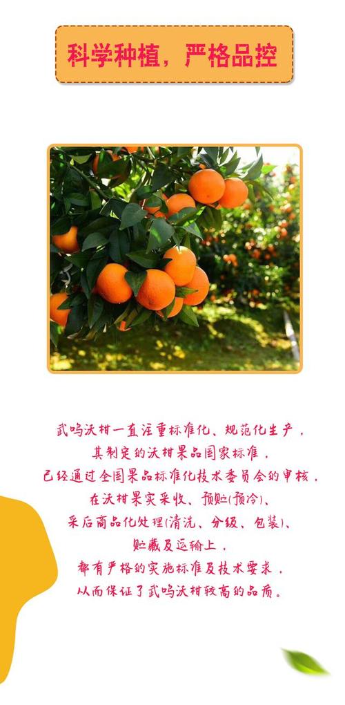 甜蜜预警!你心心念念的武鸣沃柑来了!