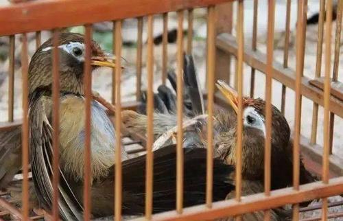 【鸟友汇】激战 | 画眉经典打斗五十招