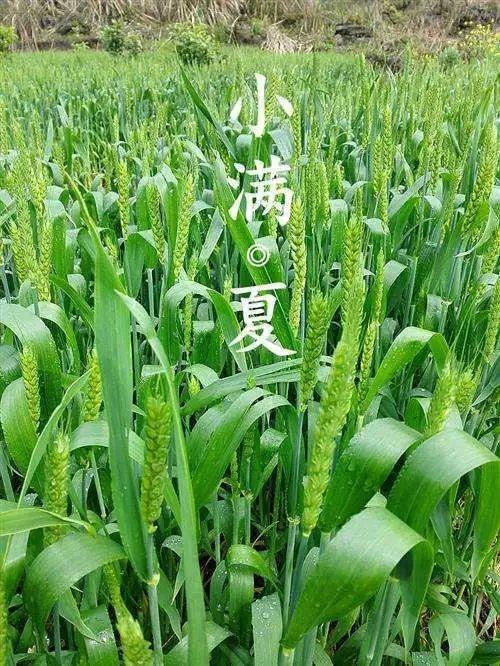 茅舍林中藏   闭上双眼    雨水涟涟,麦粒渐满    蚕食桑叶,榴花