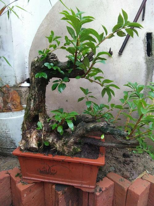 盆栽出售:水灵木,别名:灯笼商酸,地蓬子,别名:荀子,野生黄杨