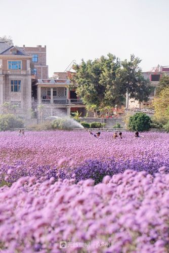 在晋江梧林古村落旁 有一片紫色花海正悄然绽放 放眼望去 满是属于