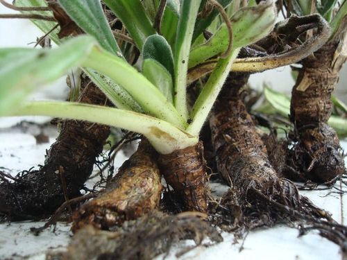 农村岩石上这种野草,人称"岩白菜",止咳有奇效,如今20