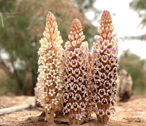 新疆肉苁蓉和内蒙肉苁蓉哪个好?