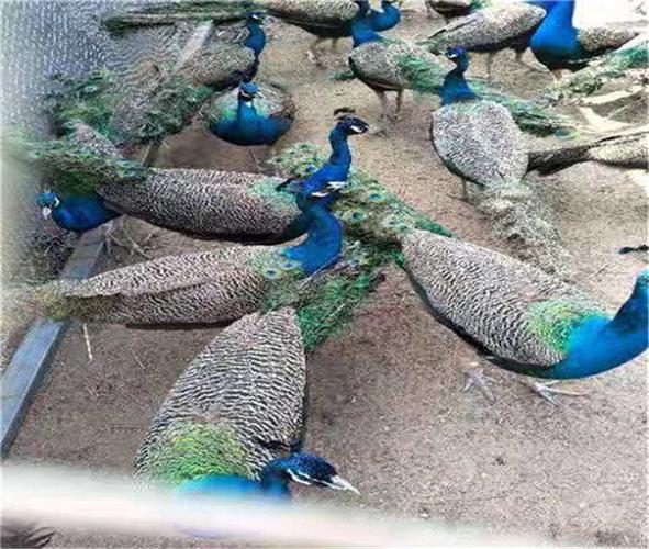 安塞县哪里有孔雀养殖场质量包成活诚信商家