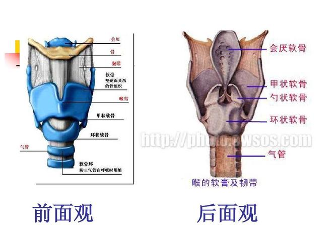 急性会厌炎 护理 前面观 后面观