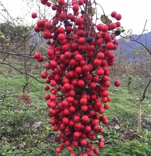 近日, 万盛黑山镇万家山 山桐子基地山桐子成熟了, 红果子挂满树梢