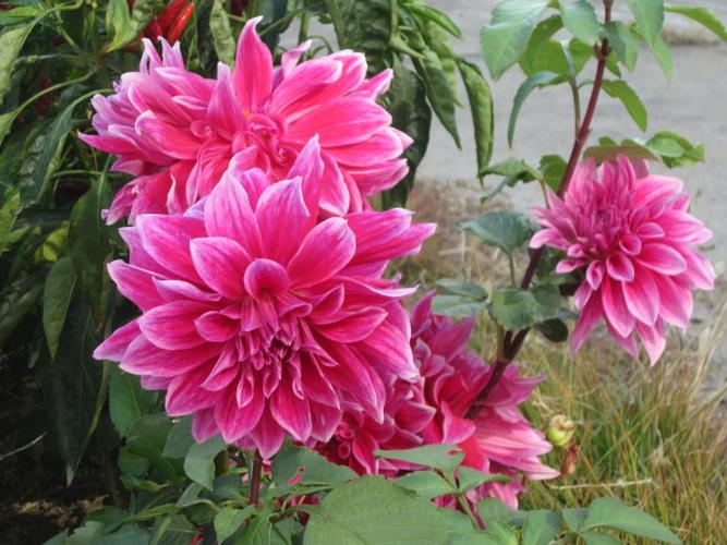 初冬的地瓜牡丹花