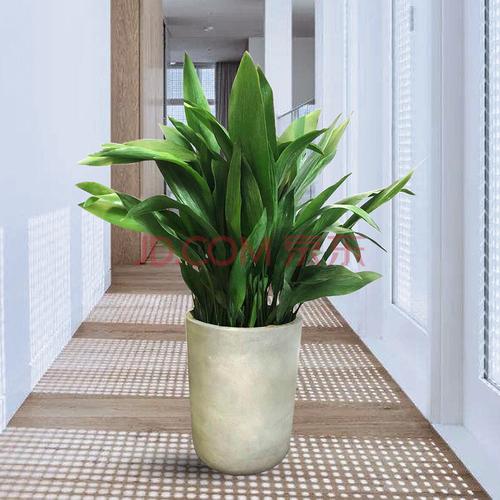 千特一叶兰植物室内花卉四季常青客厅观叶植物绿植盆景大盆栽净化空气