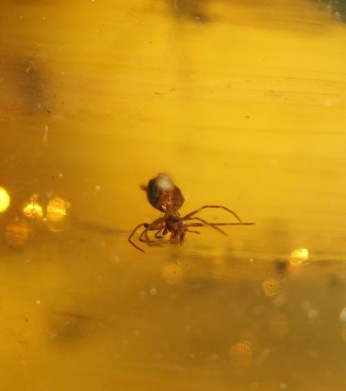 spider 3 mm & mosquito 7 mm in burmite amber