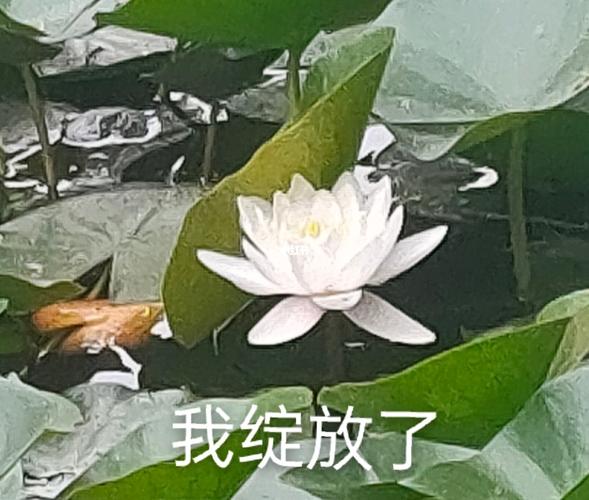 自制老年人莲花表情包94_莲花_表情包_老年人_素材