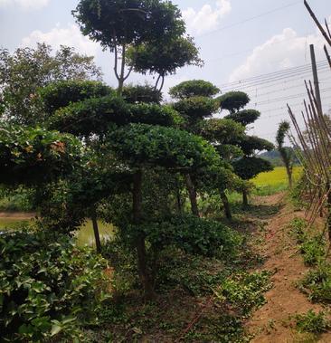 造型冬青树广场公园庭院观赏景观