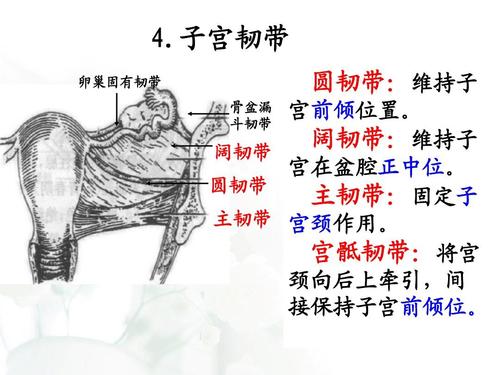 子宫韧带 卵巢固有韧带 圆韧带:维持子 宫前倾位置.