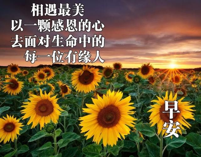 原创8张非常创意好看的早上好问候图片带字2021唯美秋天早安问候祝福