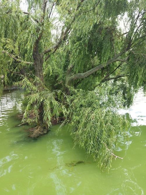 滇池湖边长在水里的柳树