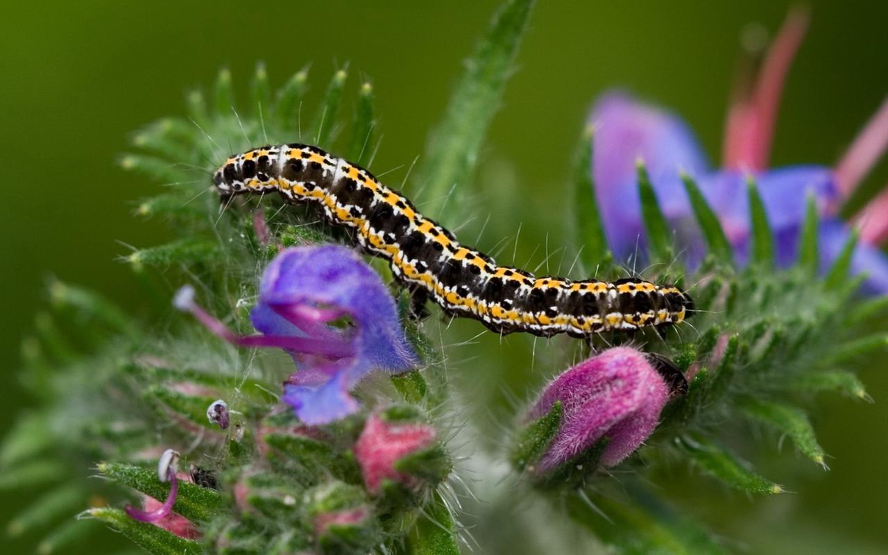 毛毛虫图片电脑宽屏壁纸毛毛虫壁纸小虫子壁纸青虫壁纸宽屏壁纸win8
