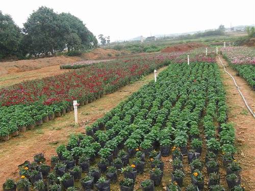 来宾花草直销基地玉林花木价格万年青花木场