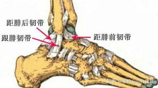 距腓前韧带断裂 距骨软骨损伤能根治吗?