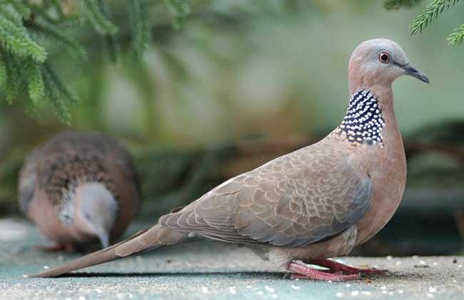 珠颈斑鸠吃什么食物?