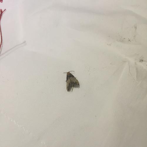 最近一个月家里多了好多这样的小飞蛾!如图!