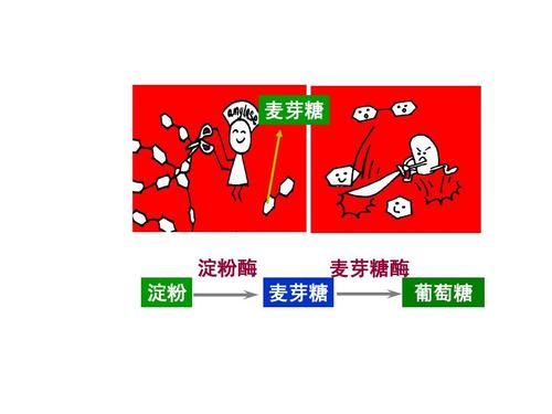 5.4 小肠结构特点和消化吸收过程2ppt