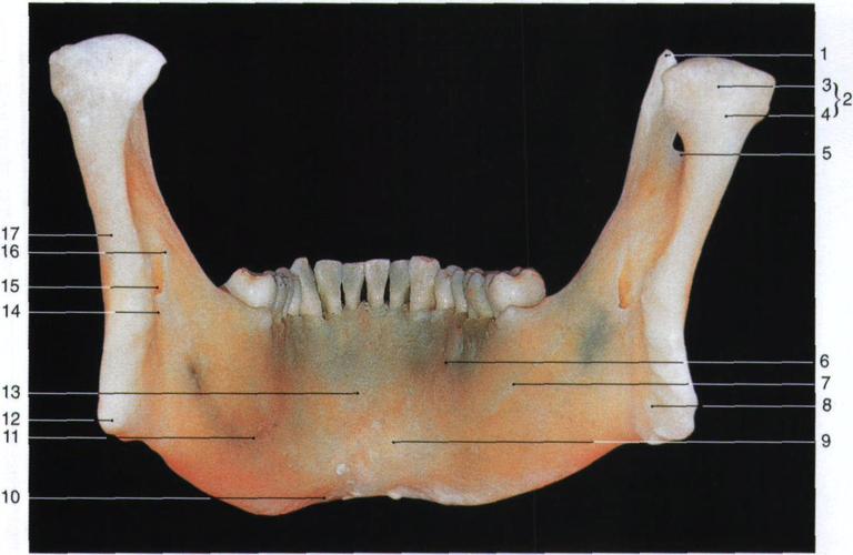 43. 下颌骨(后面观)