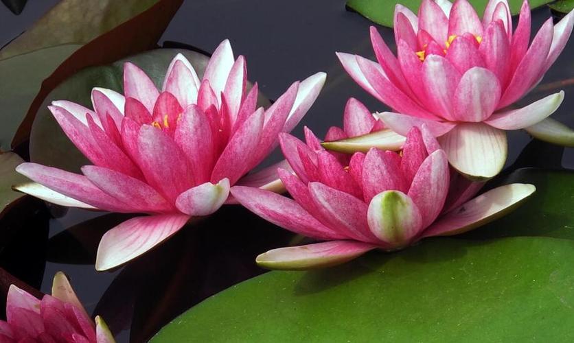 常见的睡莲品种