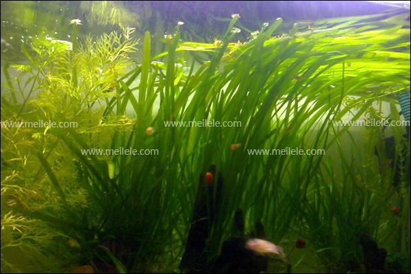 水草种类大全详解介绍