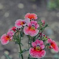 微信头像小清新蓝色花朵【点击鼠标右键下载】
