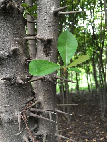 树干密布又长又硬的刺,树叶常绿,光亮