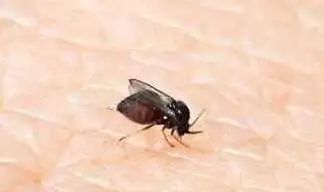 吸血蠓,又名小咬, 墨蚊,蠛(miè)蚊等 ,广东人通常叫它"蚊滋".