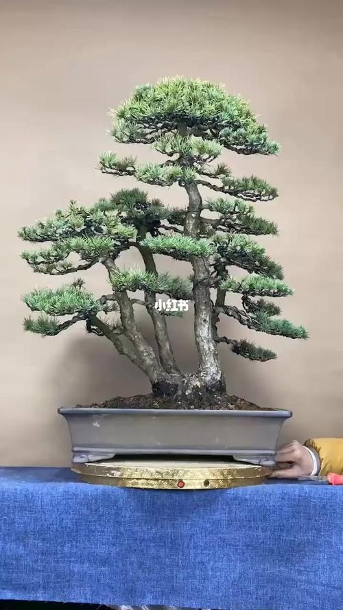 一本多杆丛林造型五针松!大家看看如何_盆景_家居家装
