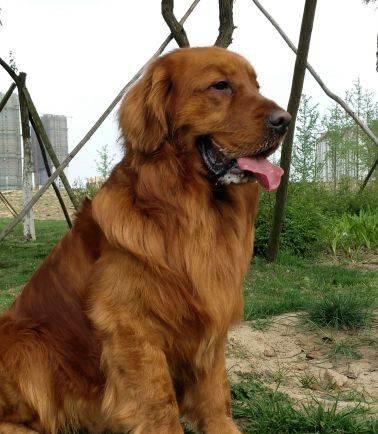 纯种枫叶红金毛种公借配