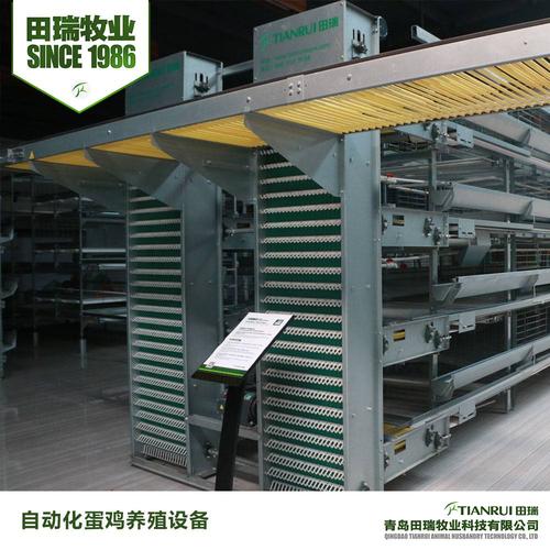 自动化蛋鸡养殖设备|自动集蛋系统,青岛田瑞牧业科技