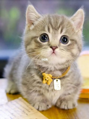 蓝虎斑短腿猫曼基康矮脚猫杭州猫舍宠物猫_曼基康_矮脚猫_宠物_猫舍